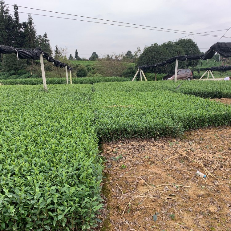 蒙山9號(hào)茶苗 優(yōu)質(zhì)茶樹苗批發(fā)價(jià) 黃金芽茶苗  貨源地進(jìn)貨渠道