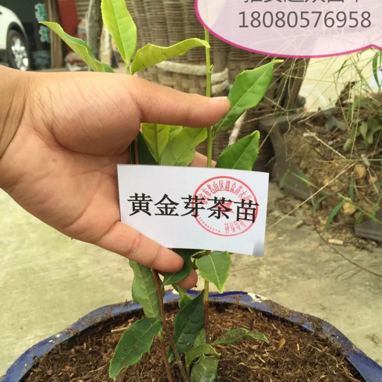福鼎大白茶苗 基地直銷(xiāo) 福選9號(hào)茶苗  價(jià)格