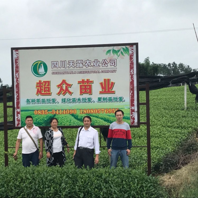 中茶108茶苗 生產(chǎn)基地 黃金芽茶苗  批發(fā)價(jià)格優(yōu)惠
