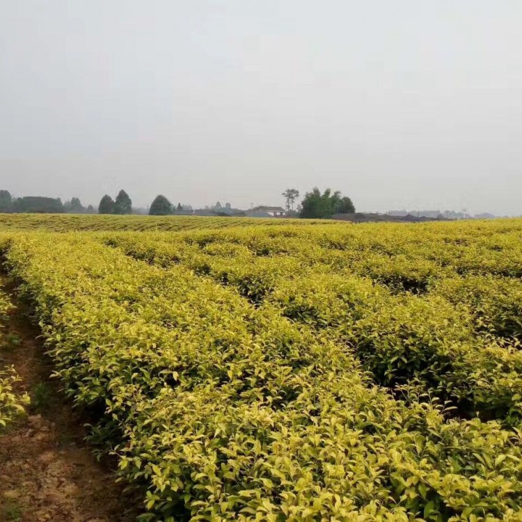 黃金芽茶苗 價(jià)格 紫鵑茶苗  廠家價(jià)格優(yōu)惠