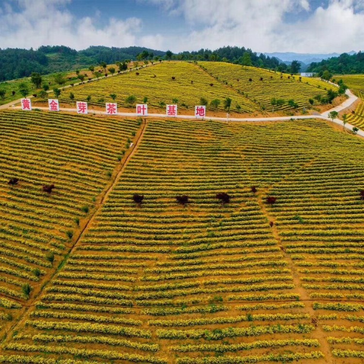 黃金芽茶苗 廠家供應(yīng) 龍井43茶苗  批發(fā)價格