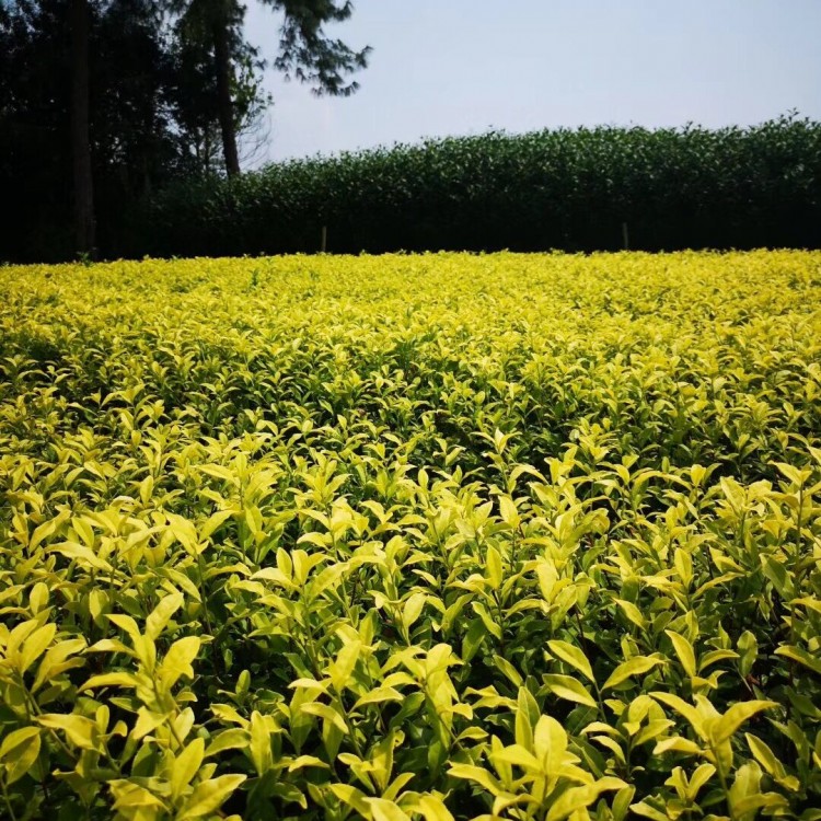 黃金芽茶苗 價格 紫鵑茶苗  廠家價格優(yōu)惠