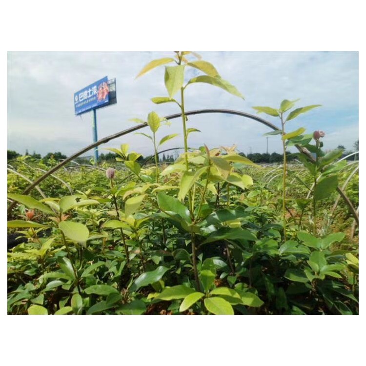 黃金芽茶苗 價(jià)格 紫鵑茶苗  廠家價(jià)格優(yōu)惠