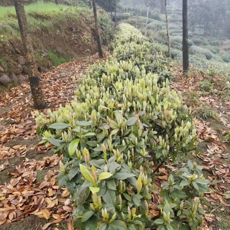 超眾苗木 精選奶白茶苗 優(yōu)質(zhì)茶葉樹(shù)苗 中茶108茶苗