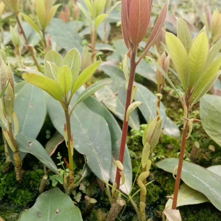福鼎大白茶苗 批發(fā)電話 蒙山9號(hào)茶苗  種植基地品種齊全