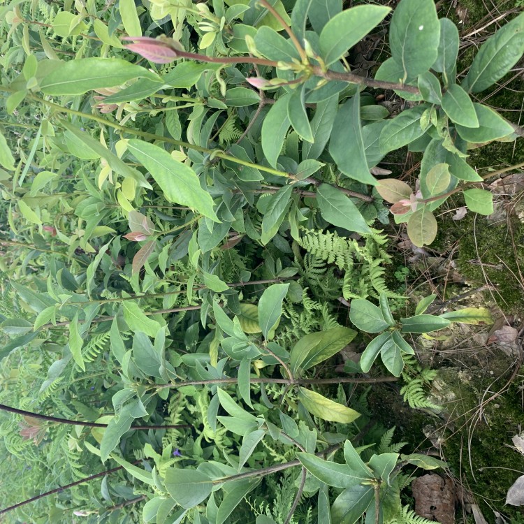 紫鵑茶苗 廠家供應 龍井43茶苗  基地直銷