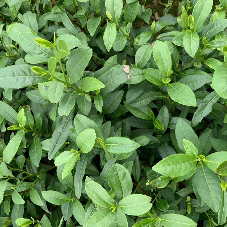 老鷹茶苗 優(yōu)質(zhì)茶樹(shù)苗批發(fā)價(jià) 福鼎大白茶苗  廠家直銷