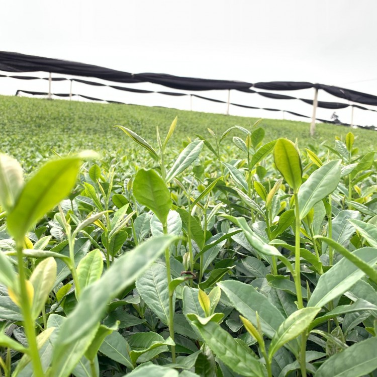 黃金芽茶苗 種植基地品種齊全 黃金芽茶苗  廠家價格優(yōu)惠
