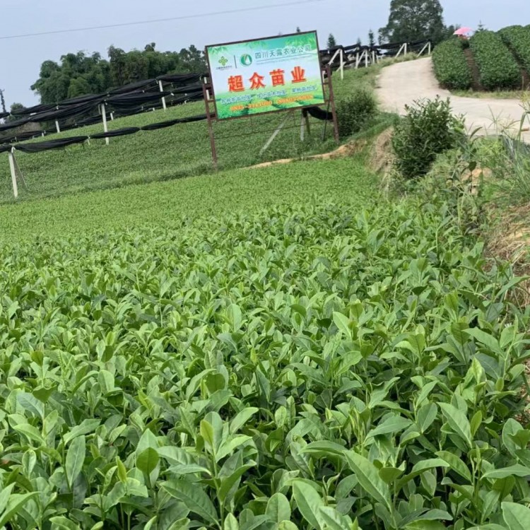 梅占茶苗 優(yōu)質(zhì)茶樹苗批發(fā)價 無水茶苗  廠家直銷