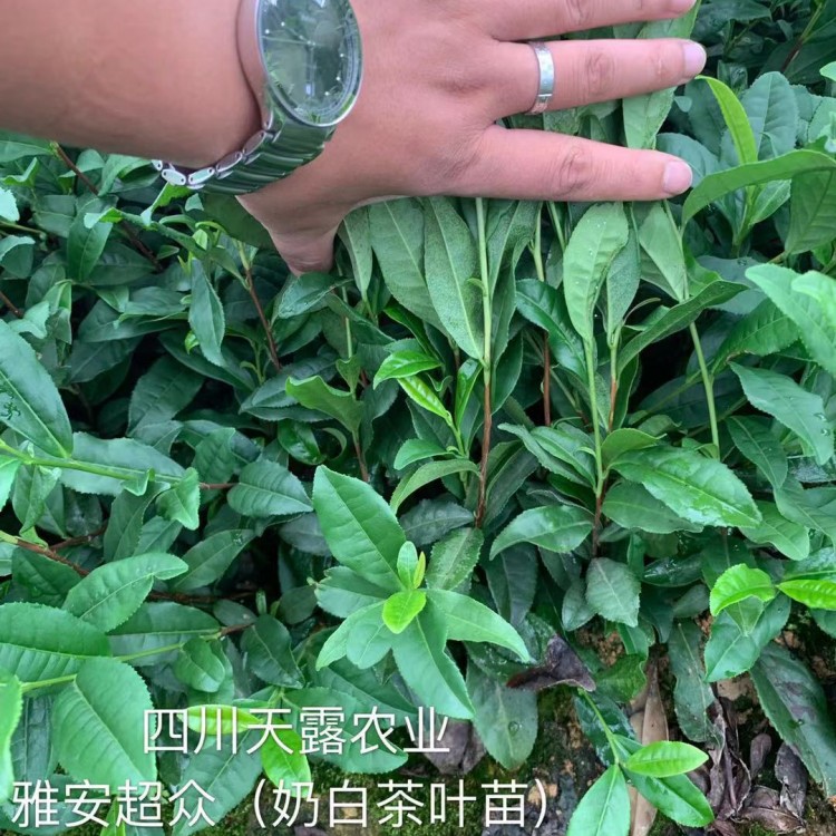 五年生茶樹苗 批發(fā)基地 蒙山9號(hào)茶苗  價(jià)格