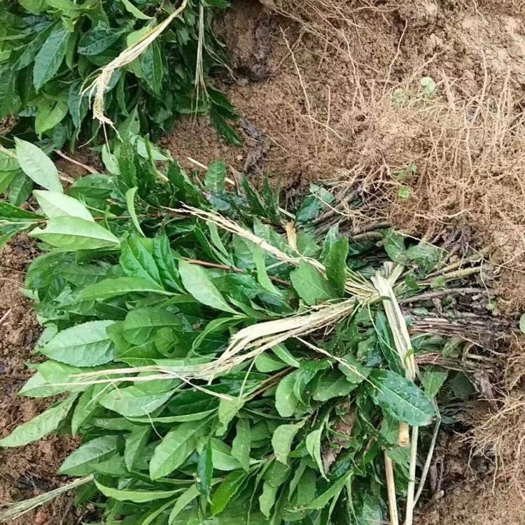 中茶108茶苗 廠家直銷 福鼎大白茶苗  批發(fā)價格優(yōu)惠
