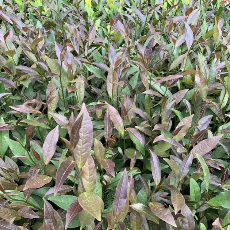 無水茶苗 貨源地進(jìn)貨渠道 老鷹茶苗  種植基地品種齊全
