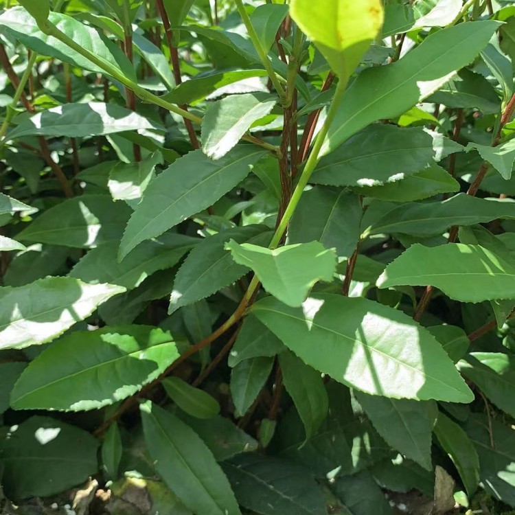 云南大葉茶樹苗 優(yōu)質(zhì)茶樹苗批發(fā)價 中茶108茶苗  廠家價格優(yōu)惠