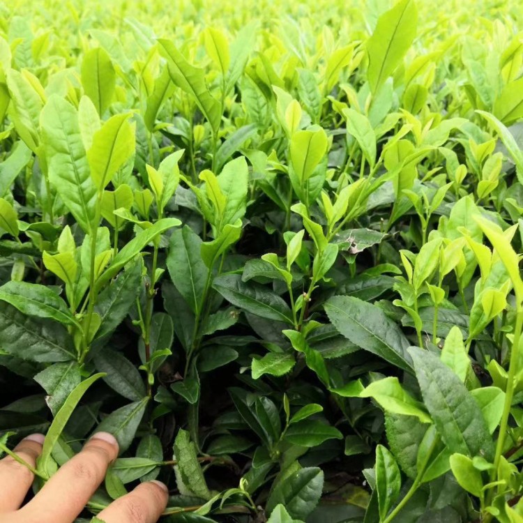 蒙山9號(hào)茶苗 廠家供應(yīng) 云南大葉茶樹(shù)苗  批發(fā)價(jià)格優(yōu)惠