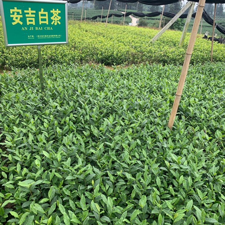 云南大葉茶樹苗 廠家價格優(yōu)惠 梅占茶苗  廠家直銷