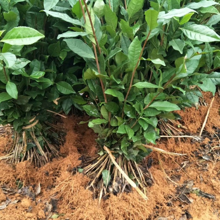 無水茶苗 價(jià)格 無水茶苗  廠家直銷