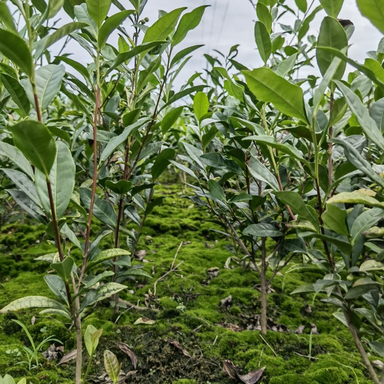 奶白茶苗 批發(fā)價格優(yōu)惠 福鼎大白茶苗  優(yōu)質(zhì)茶葉樹苗批發(fā)