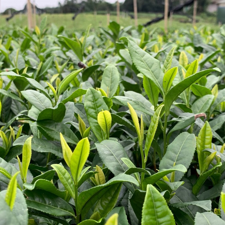 蒙山9號(hào)茶苗 批發(fā)基地 蒙山9號(hào)茶苗  批發(fā)價(jià)格