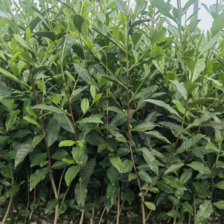 紫鵑茶苗 批發(fā)電話(huà) 無(wú)水茶苗  生產(chǎn)基地
