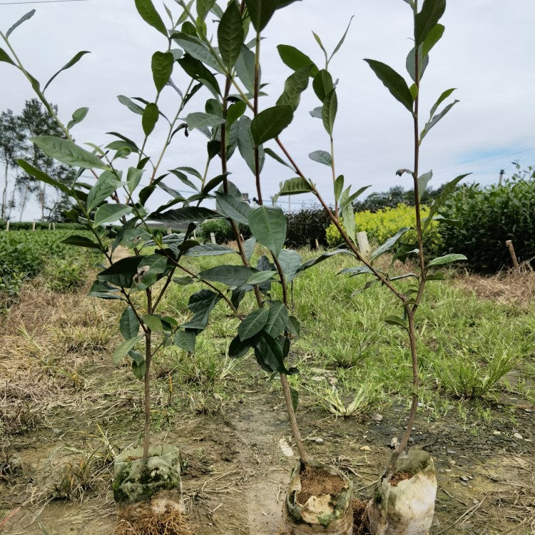 福鼎大白茶苗 批發(fā)基地 云南大葉茶樹苗  價(jià)格