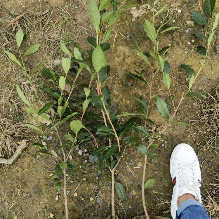 老鷹茶苗 廠家供應 黃金芽茶苗  優(yōu)質茶葉樹苗批發(fā)
