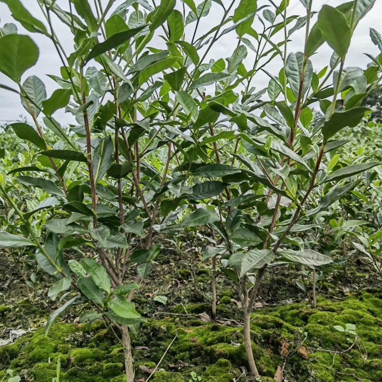 蒙山9號(hào)茶苗 批發(fā)電話 福鼎大白茶苗  優(yōu)質(zhì)茶葉樹苗批發(fā)