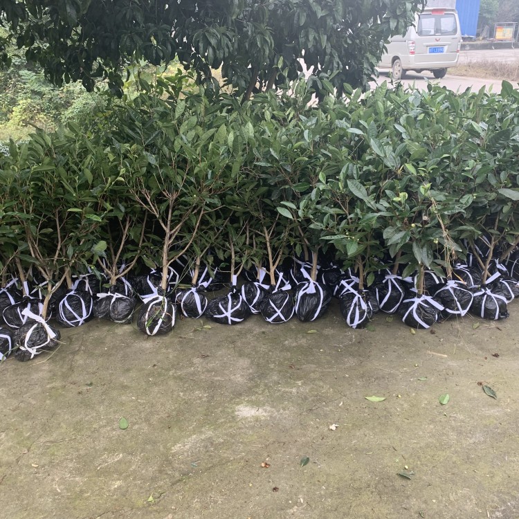 無水茶苗 價(jià)格 無水茶苗  廠家直銷