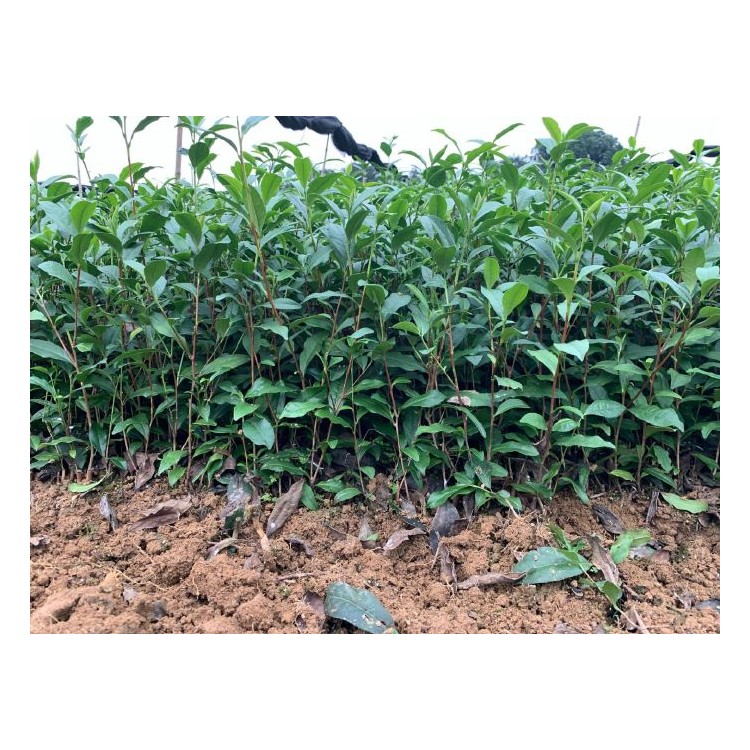黃金芽茶苗 批發(fā)價格 紫鵑茶苗  貨源地進(jìn)貨渠道