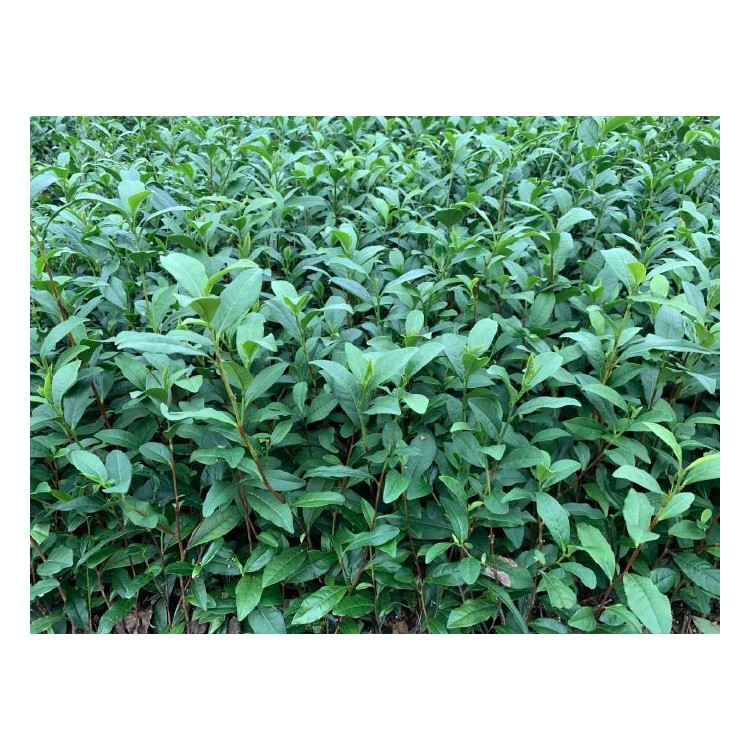 龍井43茶苗 批發(fā)價格 老鷹茶苗  生產(chǎn)基地