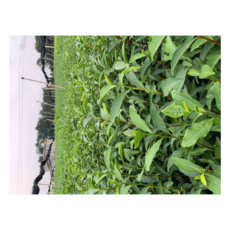 奶白茶苗 廠家價格優(yōu)惠 云南大葉茶樹苗  優(yōu)質(zhì)茶葉樹苗批發(fā)