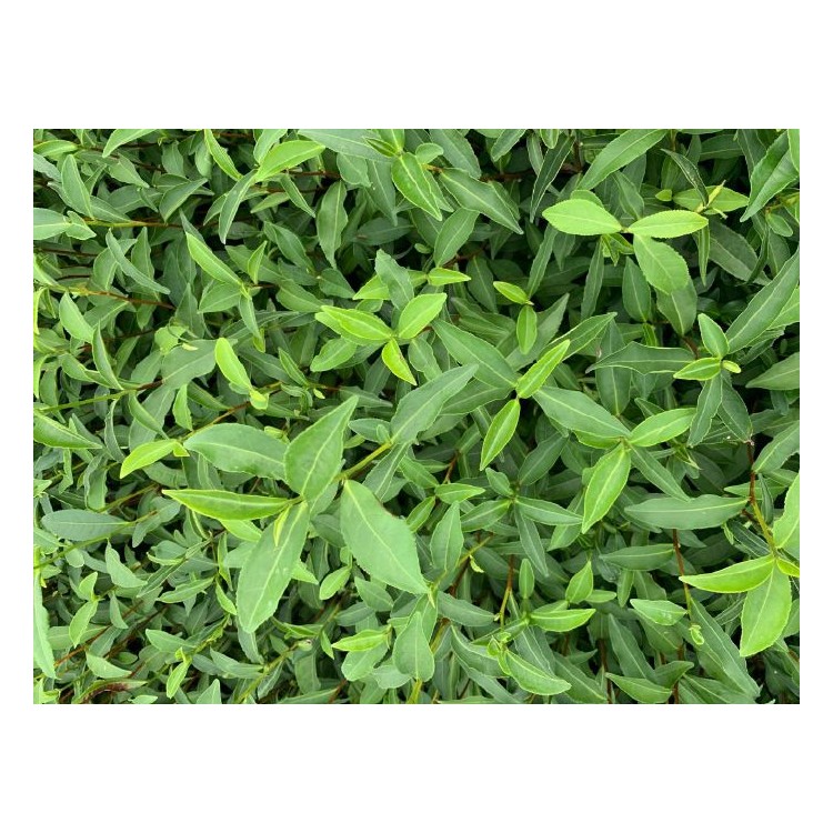 云南大葉茶樹苗 廠家供應 老鷹茶苗  批發(fā)電話