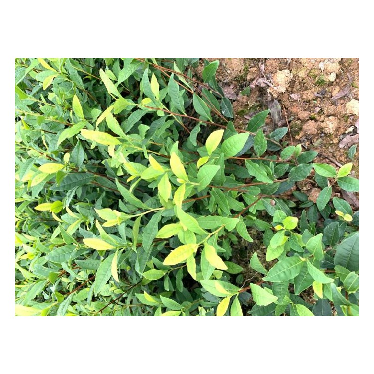老鷹茶苗 批發(fā)價(jià)格 云南大葉茶樹(shù)苗  批發(fā)價(jià)格