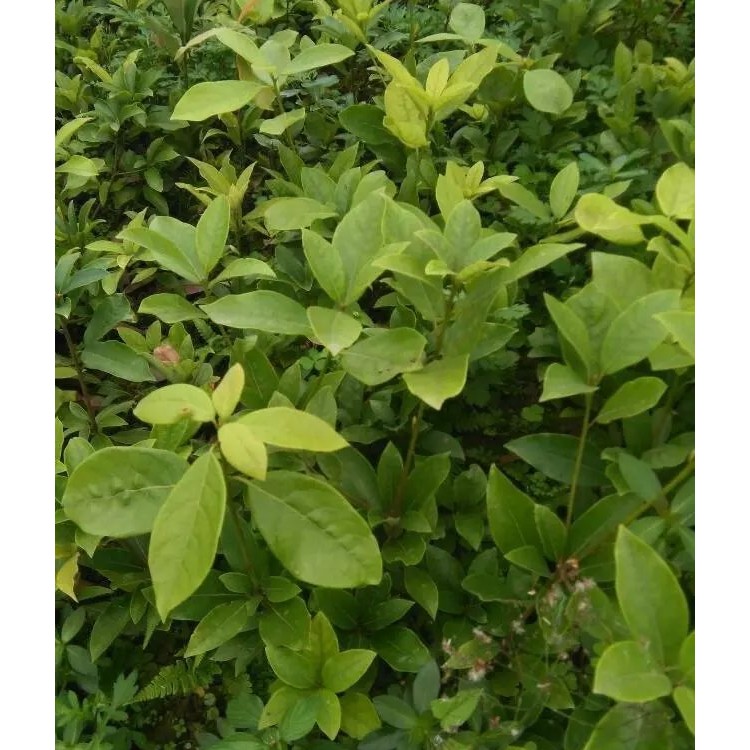 梅占茶苗 廠家價(jià)格優(yōu)惠 云南大葉茶樹苗  種植基地品種齊全