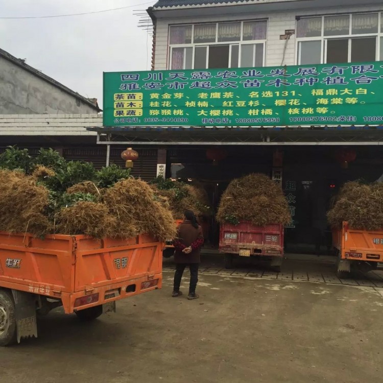 奶白茶苗 優(yōu)質(zhì)茶葉樹苗批發(fā) 中茶108茶苗  廠家價(jià)格優(yōu)惠