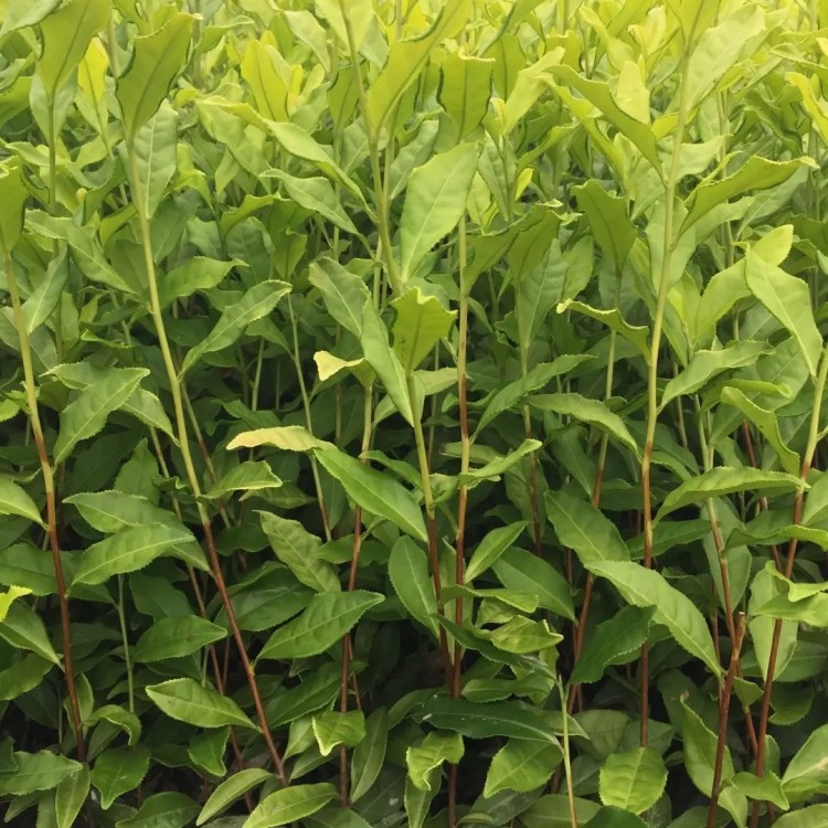 中茶108茶苗 批發(fā)基地 老鷹茶苗  優(yōu)質(zhì)茶樹苗批發(fā)價(jià)