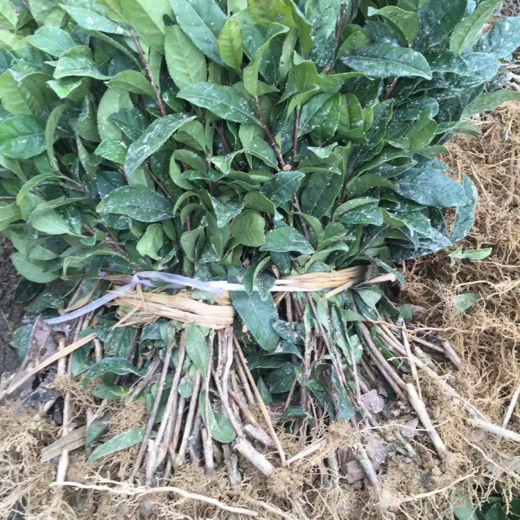 中茶108茶苗 優(yōu)質(zhì)茶葉樹(shù)苗批發(fā) 龍井43茶苗  廠家直銷(xiāo)