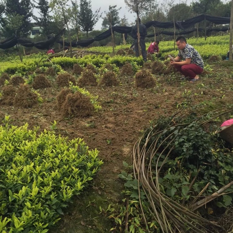 梅占茶苗 廠家價(jià)格優(yōu)惠 云南大葉茶樹苗  種植基地品種齊全