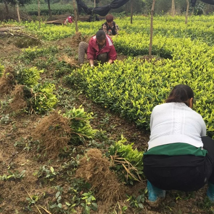 云南大葉茶樹苗 廠家供應 老鷹茶苗  批發(fā)電話