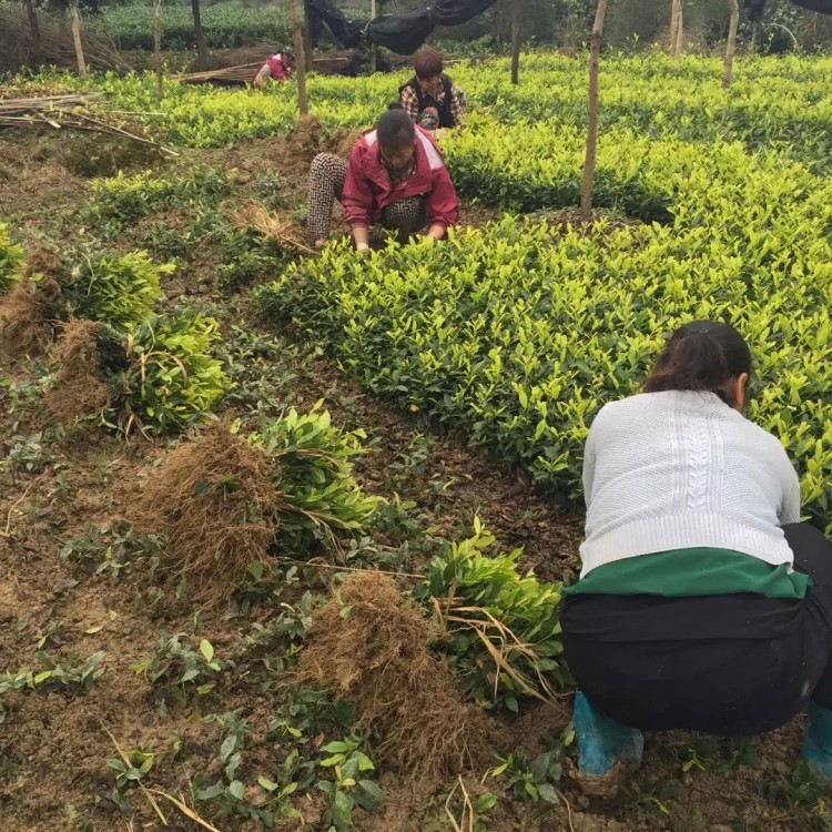福鼎大白茶苗 種植基地品種齊全 梅占茶苗  價格