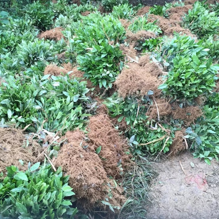 福鼎大白茶苗 批發(fā)價(jià)格 紫鵑茶苗  批發(fā)價(jià)格