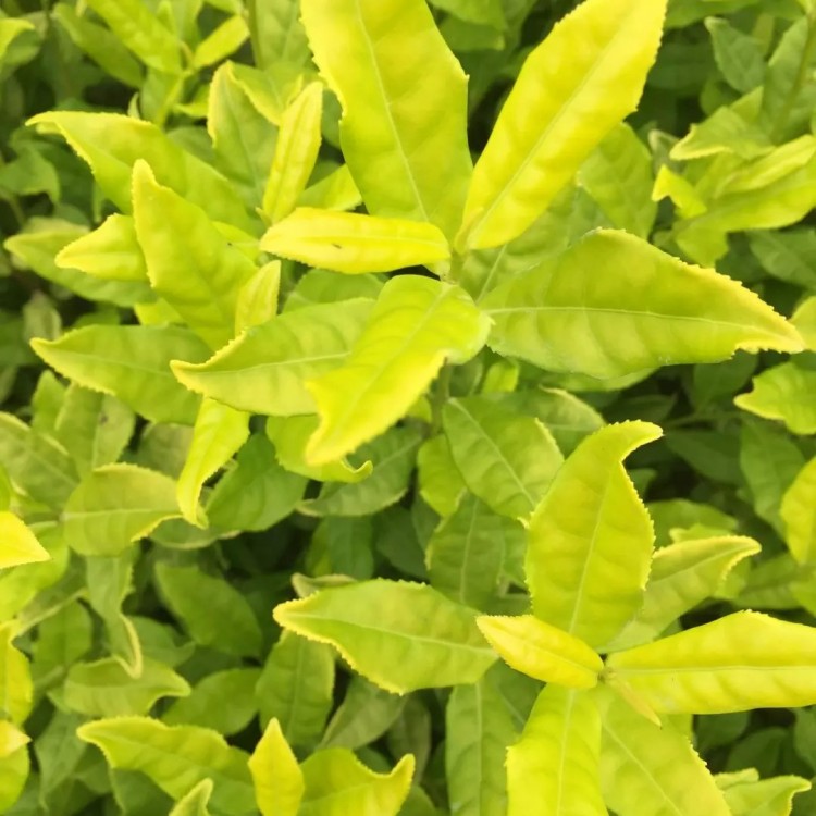 老鷹茶苗 批發(fā)價(jià)格 中茶108茶苗  貨源地進(jìn)貨渠道