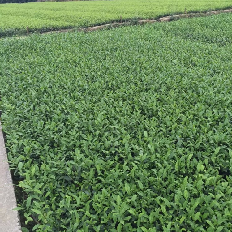 云南大葉茶樹苗 生產(chǎn)基地 奶白茶苗  廠家直銷