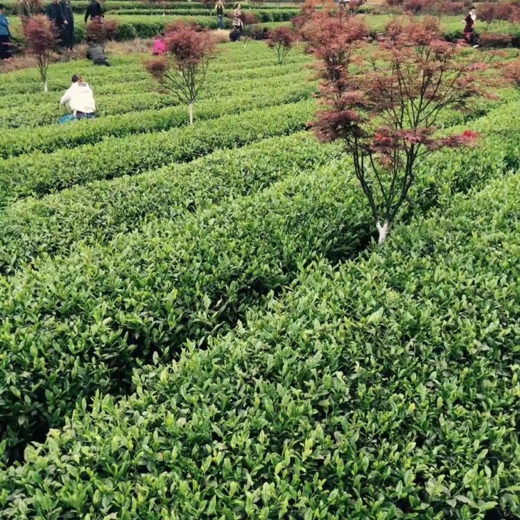 中茶108茶苗 價格 無水茶苗  廠家供應(yīng)