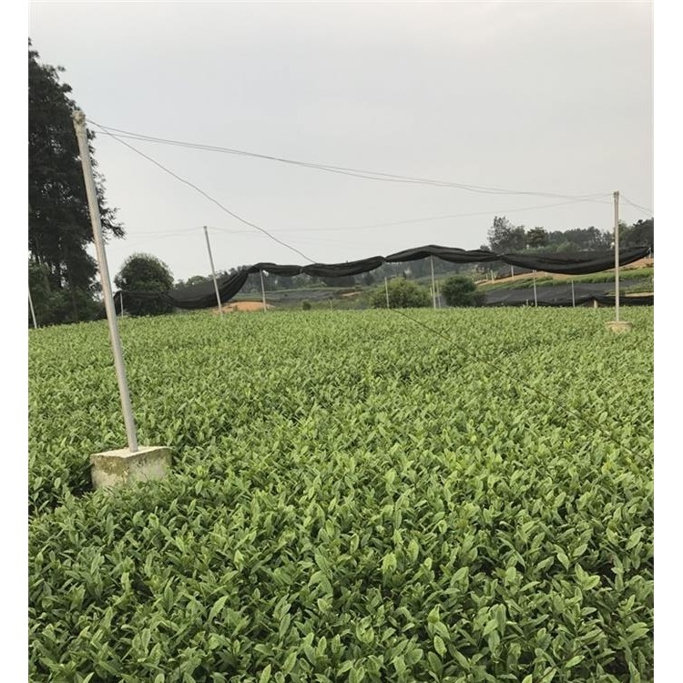 名選131茶苗 生產基地 黃金芽茶苗  批發(fā)電話