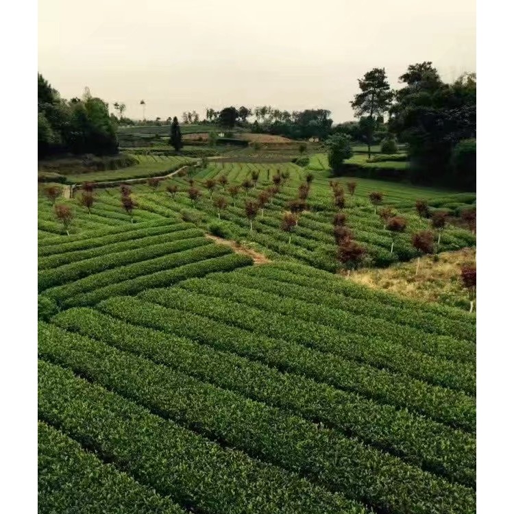 云南大葉茶樹苗 優(yōu)質(zhì)茶樹苗批發(fā)價 名選131茶苗  批發(fā)基地