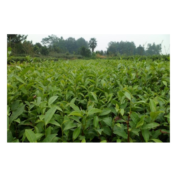 福鼎大白茶苗 基地直銷 中茶108茶苗  貨源地進(jìn)貨渠道