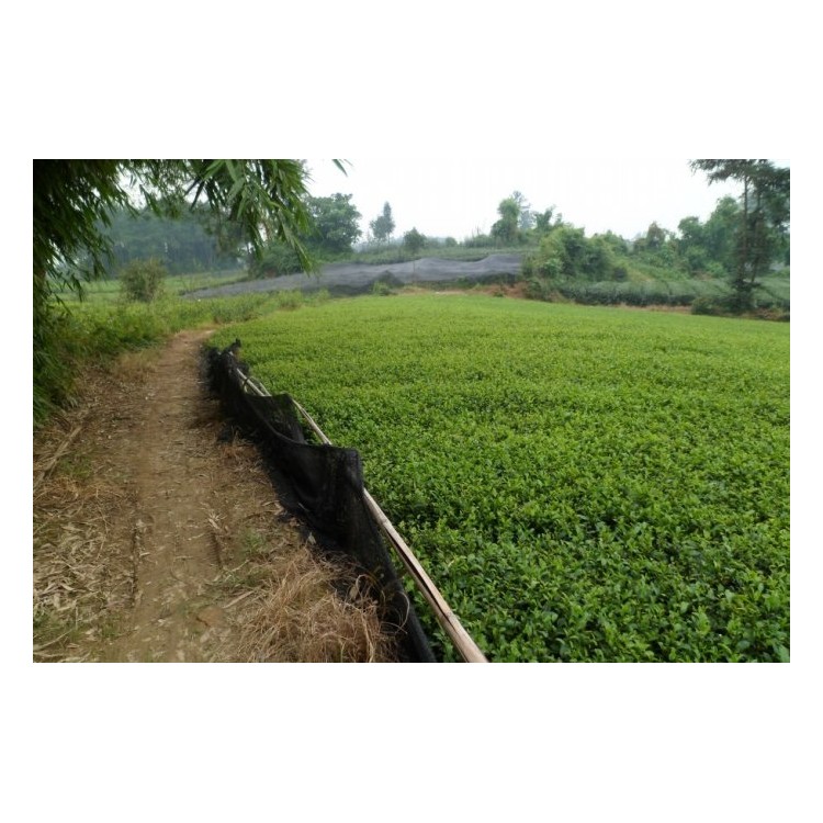 中茶108茶苗 廠家價(jià)格優(yōu)惠 龍井43茶苗  優(yōu)質(zhì)茶樹苗批發(fā)價(jià)