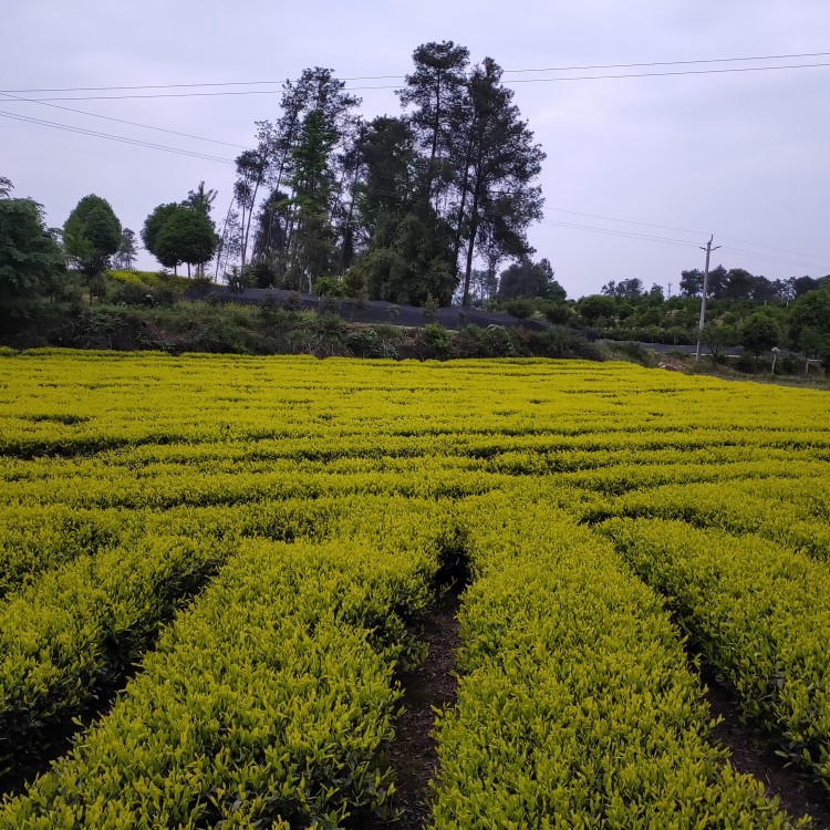 蒙山9號(hào)茶苗 廠家供應(yīng) 無水茶苗  廠家供應(yīng)