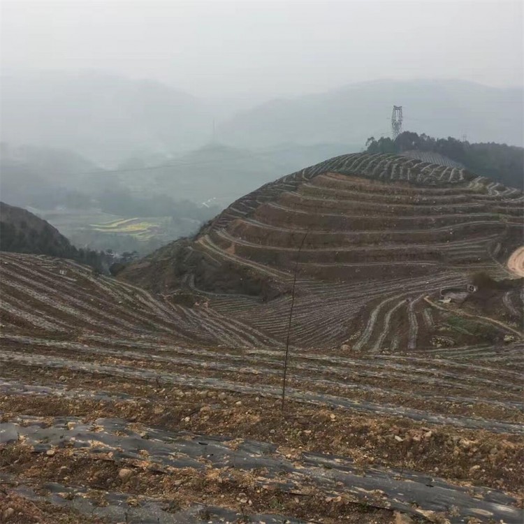 無水茶苗 價(jià)格 無水茶苗  廠家直銷