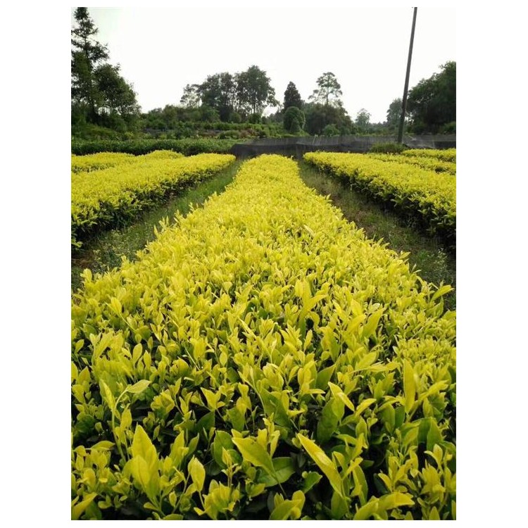 中茶108茶苗 優(yōu)質(zhì)茶葉樹苗批發(fā) 名選131茶苗  批發(fā)價(jià)格